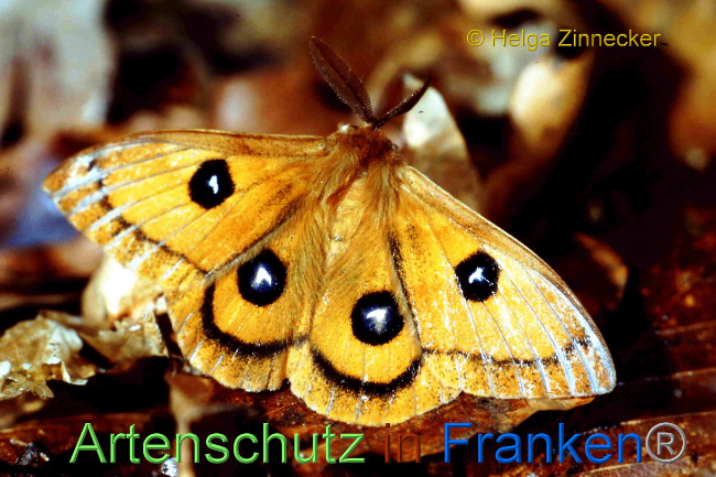 © Artenschutz in Franken® / Helga Zinnecker Bild zum Eintrag (1069181-160)