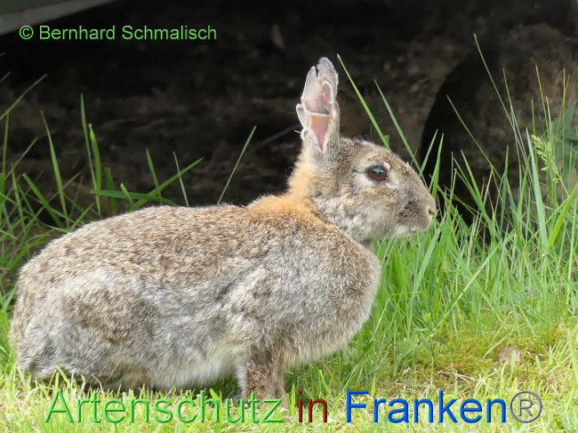 © Artenschutz in Franken® Bild zum Eintrag (1069187-160)