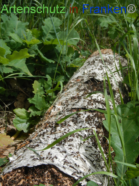 © Artenschutz in Franken® Bild zum Eintrag (1069441-160)