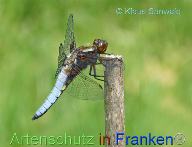 © Artenschutz in Franken® / Klaus Sanwald Bild zum Eintrag (1069508-160)