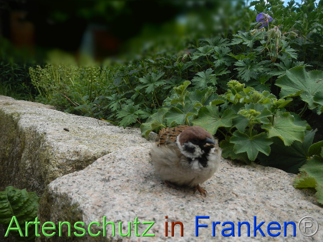 © Artenschutz in Franken® Bild zum Eintrag (1069512-160)