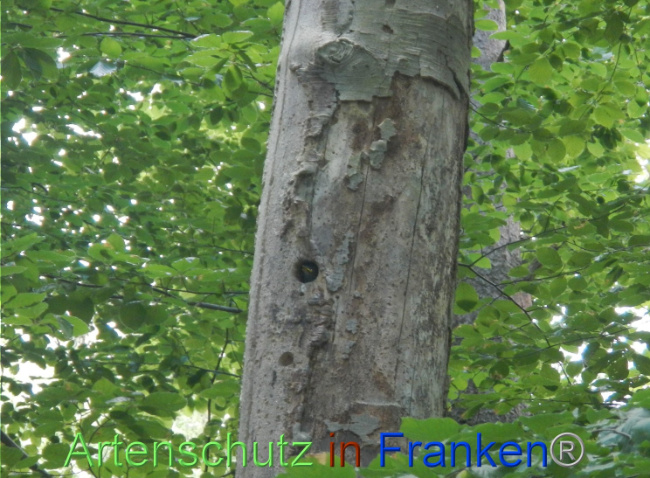© Artenschutz in Franken® Bild zum Eintrag (1069518-160)