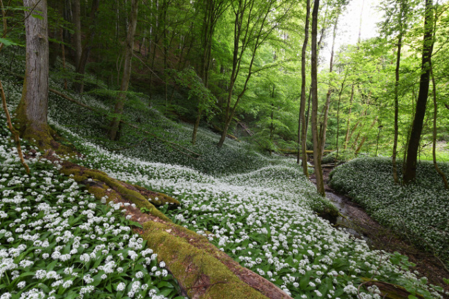 © Foto: AELF Schweinfurt / Stephan Thierfelder Bild zum Eintrag (1069588-160)
