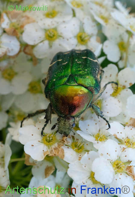 © Artenschutz in Franken® / Makrowilli Bild zum Eintrag (1069629-160)