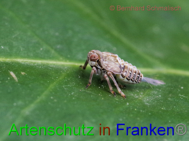 © Artenschutz in Franken® / Bernhard Schmalisch Bild zum Eintrag (1069733-160)