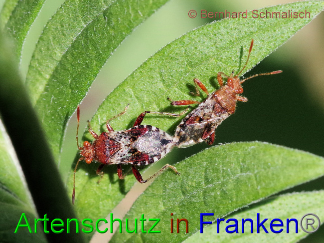 © Artenschutz in Franken® / Bernhard Schmalisch Bild zum Eintrag (1069745-160)