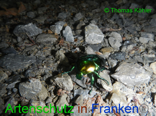 © Artenschutz in Franken® / Thomas Köhler Bild zum Eintrag (1070046-160)
