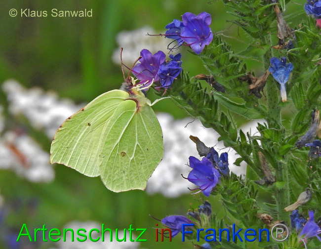 © Artenschutz in Franken® / Klaus Sanwald Bild zum Eintrag (1070178-160)