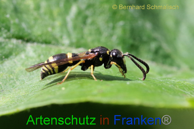 © Artenschutz in Franken® / Bernhard Schmalisch Bild zum Eintrag (1070246-160)