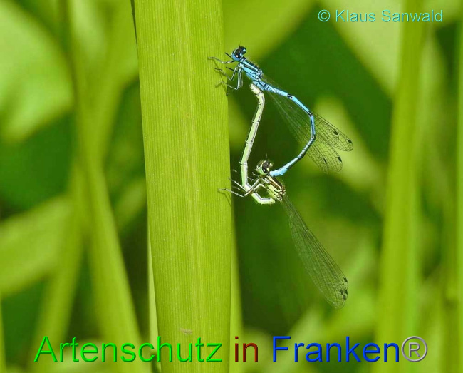 © Artenschutz in Franken® / Klaus Sanwald Bild zum Eintrag (1070321-160)