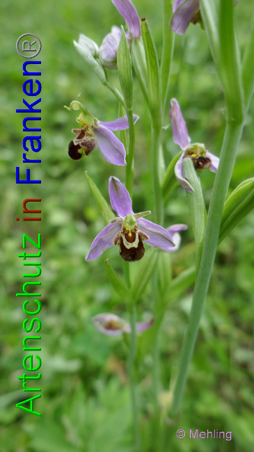 © Artenschutz in Franken® / Mehling Bild zum Eintrag (1070359-160)