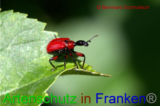 © Artenschutz in Franken® / Bernhard Schmalisch Bild zum Eintrag (1070393-160)