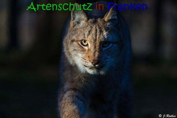 © Artenschutz in Franken® / Johannes Rother Bild zum Eintrag (1070519-160)