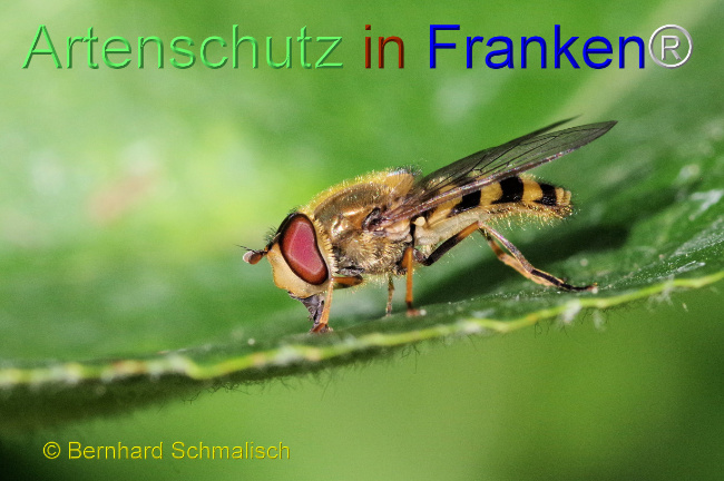 © Artenschutz in Franken® / Bernhard Schmalisch Bild zum Eintrag (1070603-160)