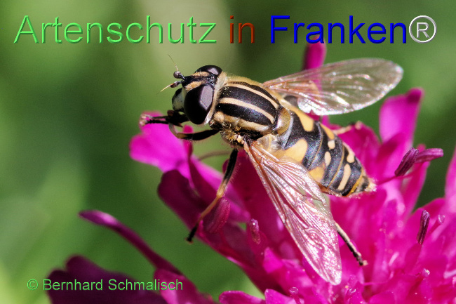 © Artenschutz in Franken® / Bernhard Schmalisch Bild zum Eintrag (1070635-160)