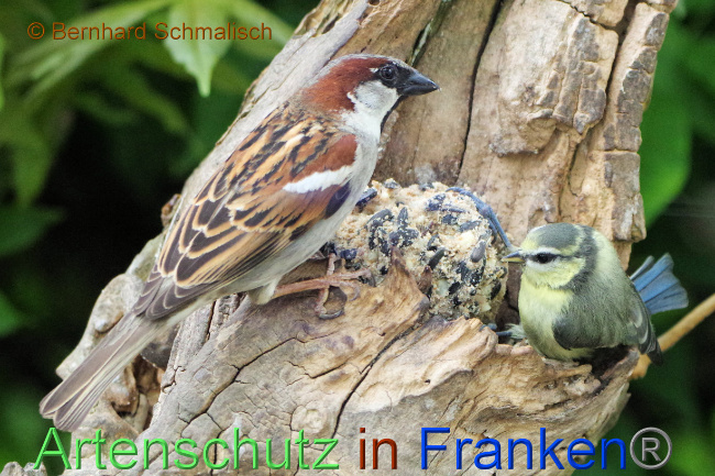 © Artenschutz in Franken® / Bernhard Schmalisch Bild zum Eintrag (1070689-160)