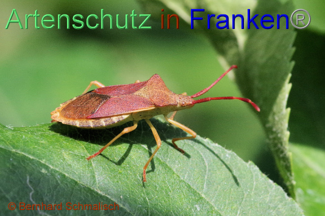 © Artenschutz in Franken® / Bernhard Schmalisch Bild zum Eintrag (1070771-160)