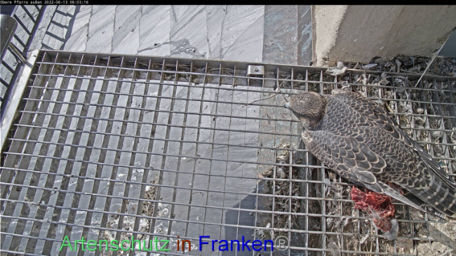 © Artenschutz in Franken® Bild zum Eintrag (1070775-160)