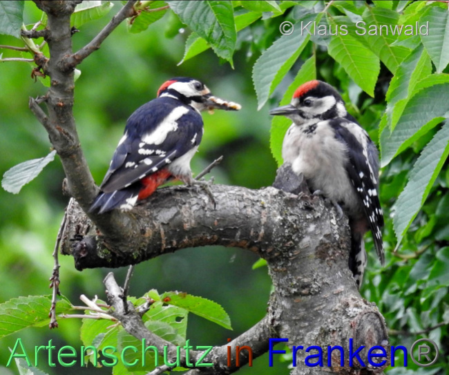 © Artenschutz in Franken® / Klaus Sanwald Bild zum Eintrag (1071000-160)