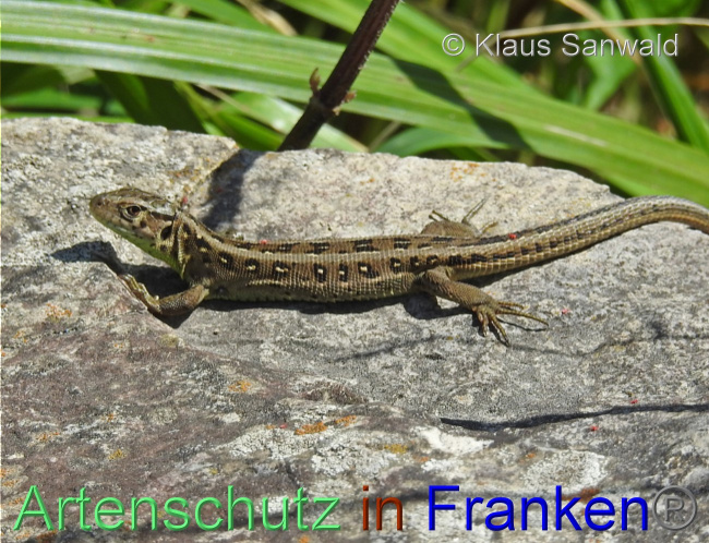 © Artenschutz in Franken® / Klaus Sanwald Bild zum Eintrag (1071009-160)