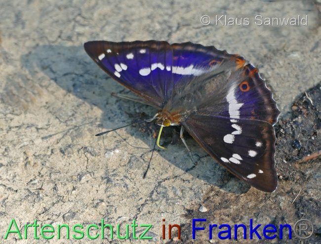 © Artenschutz in Franken® / Klaus Sanwald Bild zum Eintrag (1071050-160)