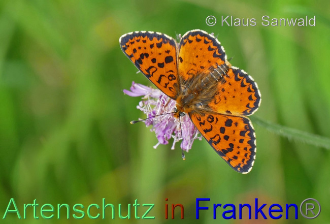© Artenschutz in Franken® / Klaus Sanwald Bild zum Eintrag (1071058-160)