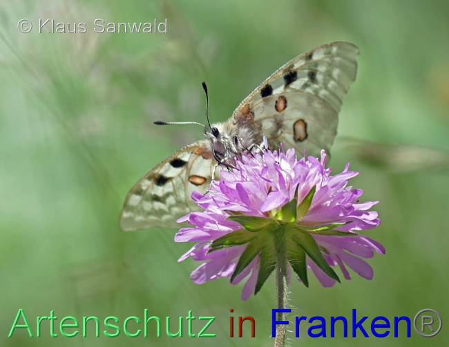 © Artenschutz in Franken® / Klaus Sanwald Bild zum Eintrag (1071092-160)