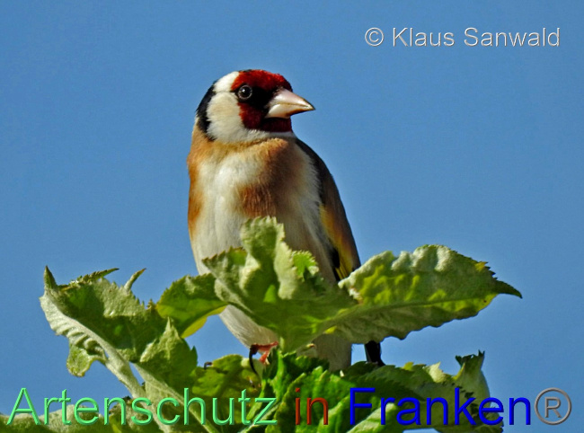 © Artenschutz in Franken® / Klaus Sanwald Bild zum Eintrag (1071094-160)