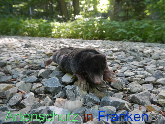 © Artenschutz in Franken® Bild zum Eintrag (1071143-160)