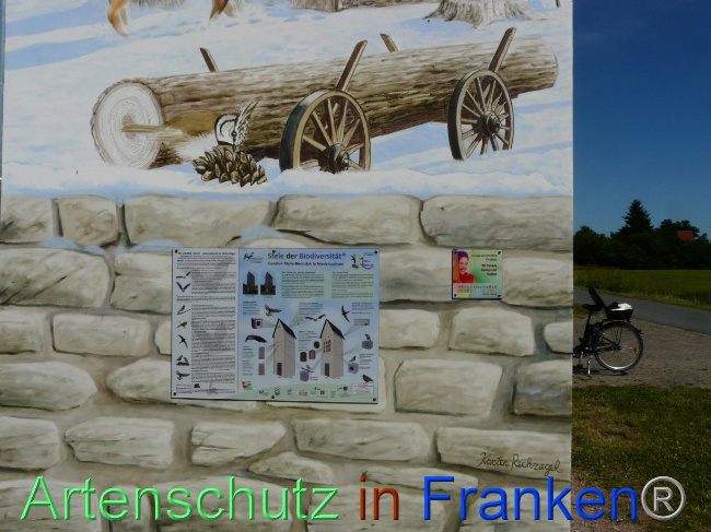 © Artenschutz in Franken® / Oberschmidt Bild zum Eintrag (1071174-160)