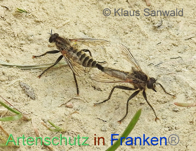 © Artenschutz in Franken® / Klaus Sanwald Bild zum Eintrag (1071179-160)