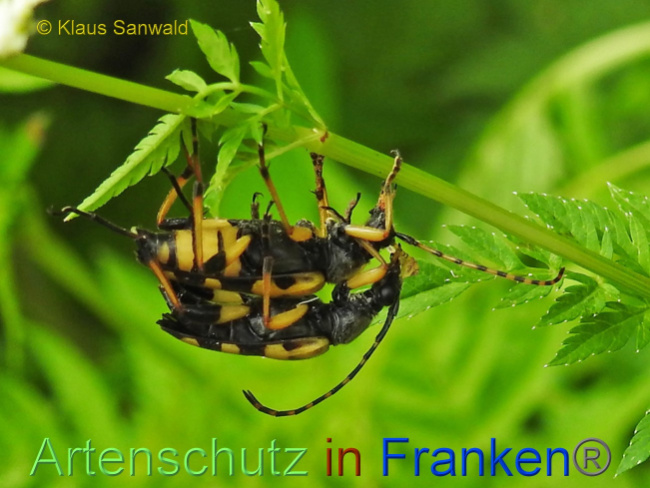 © Artenschutz in Franken® / Klaus Sanwald Bild zum Eintrag (1071210-160)