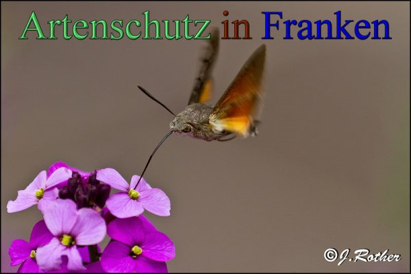 © Artenschutz in Franken® / Johannes Rother Bild zum Eintrag (1071216-160)