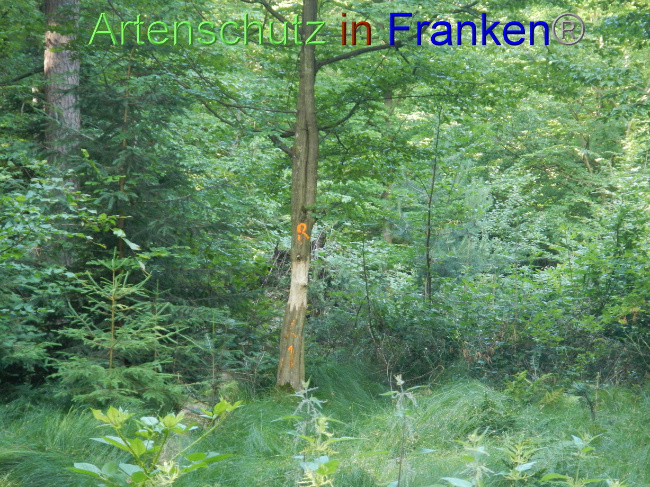 © Artenschutz in Franken® Bild zum Eintrag (1071224-160)