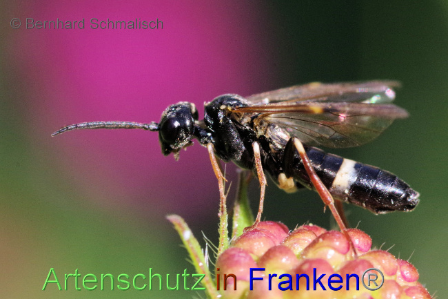 © Artenschutz in Franken® / Bernhard Schmalisch Bild zum Eintrag (1071244-160)