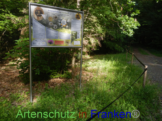 © Artenschutz in Franken® Bild zum Eintrag (1071264-160)