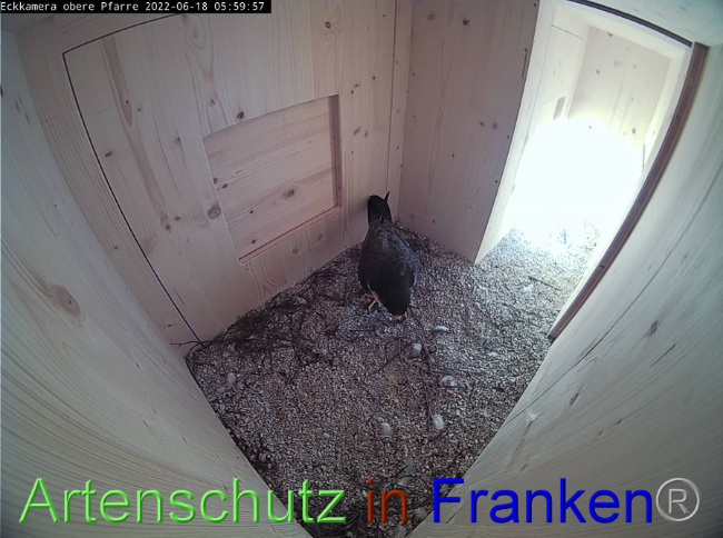 © Artenschutz in Franken® Bild zum Eintrag (1071328-160)