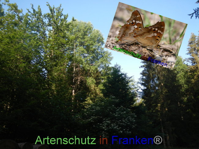 © Artenschutz in Franken® / Helga Zinnecker Bild zum Eintrag (1071344-160)