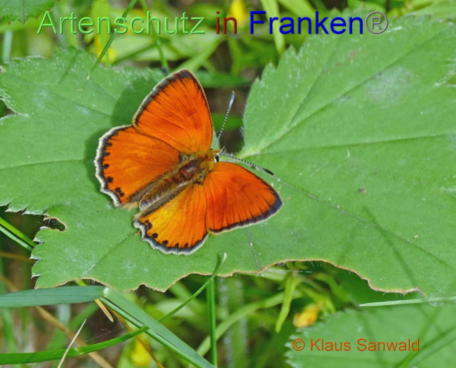 © Artenschutz in Franken® / Klaus Sanwald Bild zum Eintrag (1071366-160)