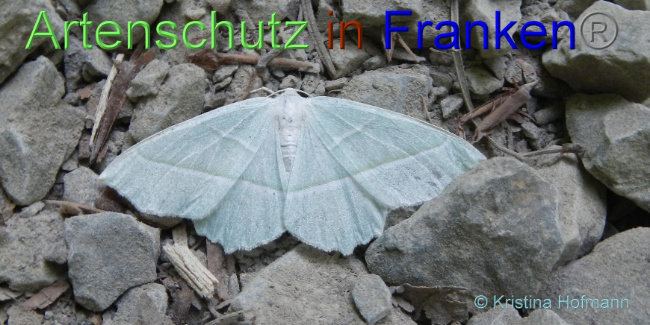 © Artenschutz in Franken® / Kristina Hofmann Bild zum Eintrag (1071393-160)