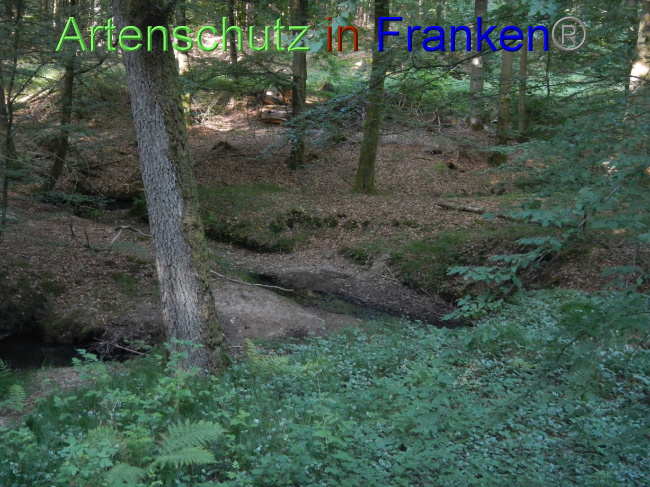 © Artenschutz in Franken® Bild zum Eintrag (1071404-160)