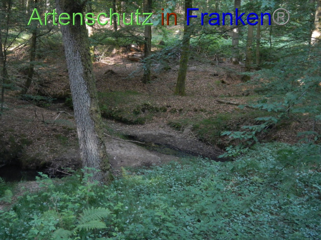 Bild zum Eintrag (1071404-160)