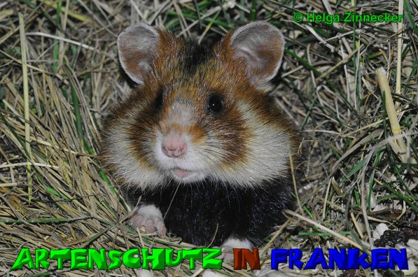 © Artenschutz in Franken® / Helga Zinnecker Bild zum Eintrag (1071410-160)