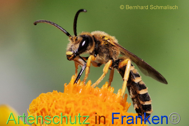 © Artenschutz in Franken® / Bernhard Schmalisch Bild zum Eintrag (1071536-160)
