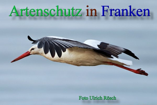 © Artenschutz in Franken® / Ulrich Rösch Bild zum Eintrag (1071794-160)