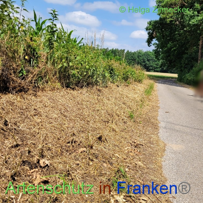 © Artenschutz in Franken® / Helga Zinnecker Bild zum Eintrag (1071803-160)