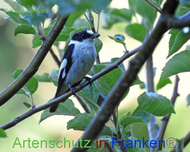 © Artenschutz in Franken® / Klaus Sanwald Bild zum Eintrag (1071812-160)