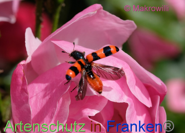 © Artenschutz in Franken® / Makrowilli Bild zum Eintrag (1071834-160)