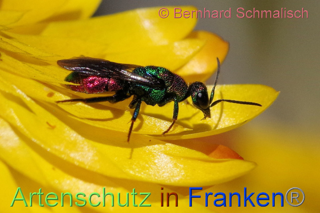 © Artenschutz in Franken® / Bernhard Schmalisch Bild zum Eintrag (1071909-160)