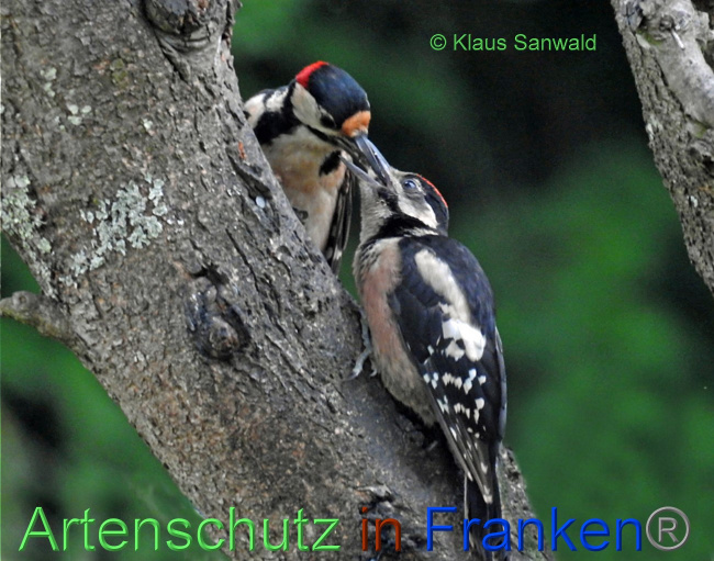 © Artenschutz in Franken® / Klaus Sanwald Bild zum Eintrag (1072094-160)